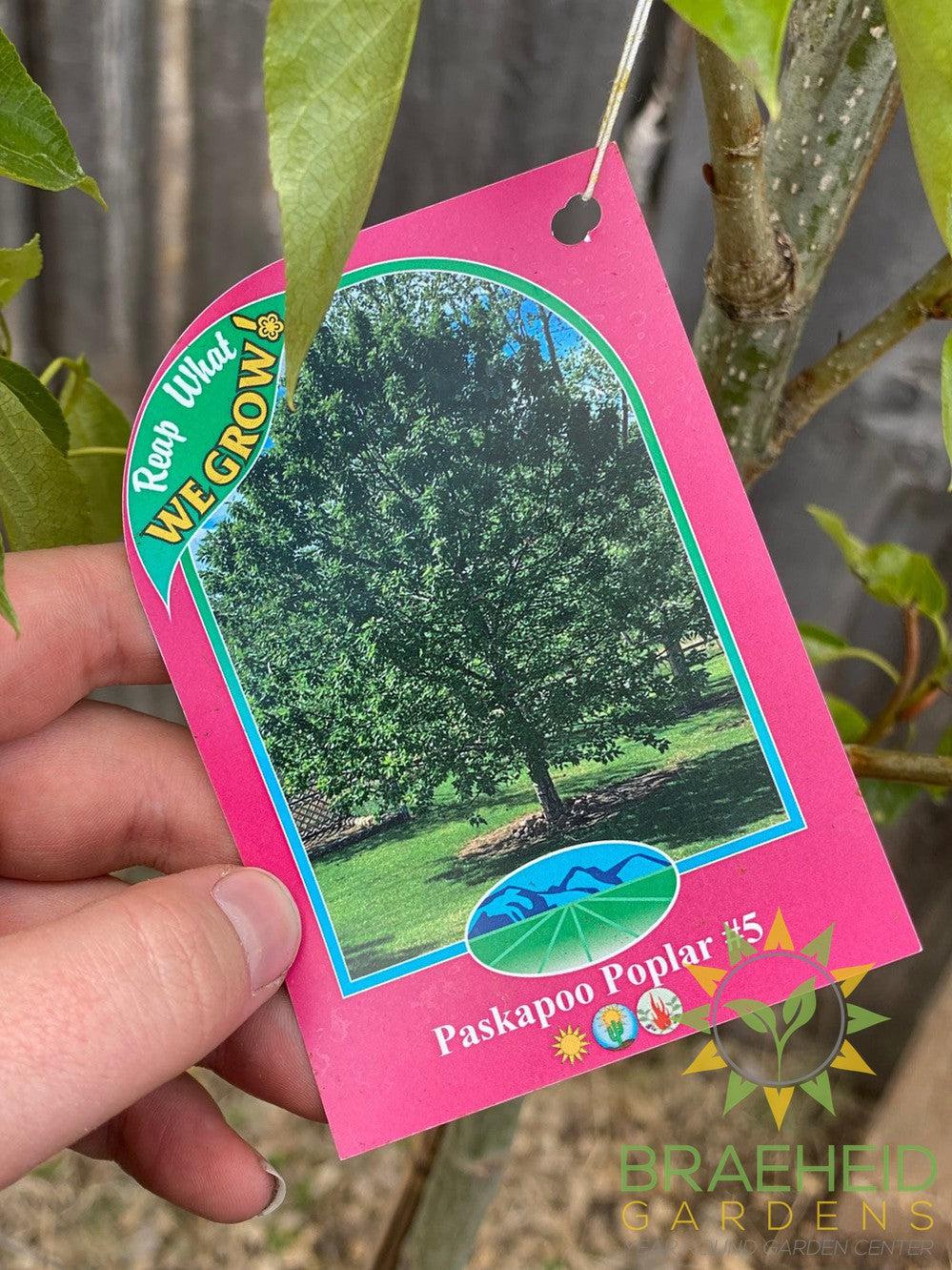 Paskapoo Poplar- Tree for sale, Grown in Grande Prairie -Braeheid Gardens Ltd. on Emerson Trail