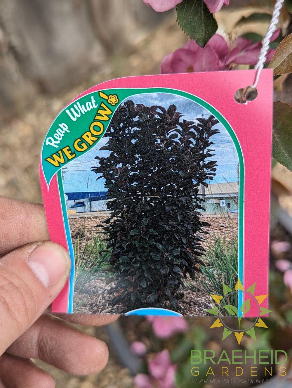 Purple Spire® Columnar Crabapple- Tree for sale, Grown in Grande Prairie -Braeheid Gardens Ltd. on Emerson Trail