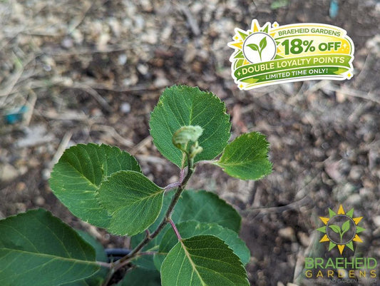 Buy Martin Saskatoon an Edible Shrub in Grande Prairie Alberta - Braeheid Gardens Ltd.