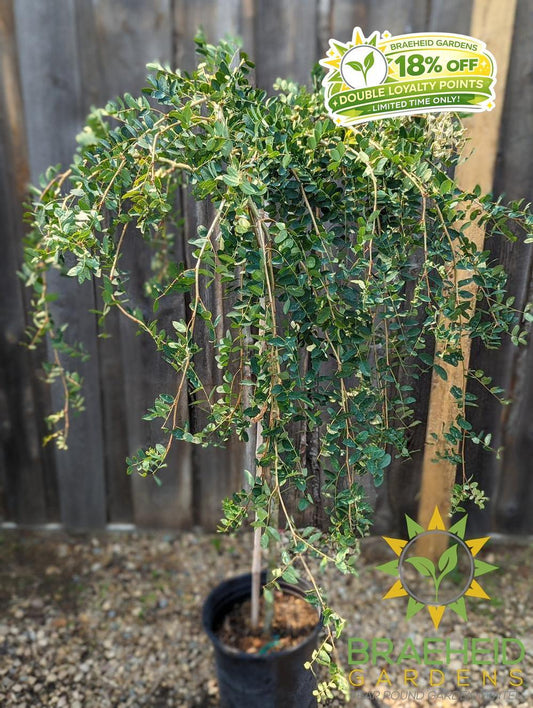 Weeping Caragana- Tree for sale, Grown in Grande Prairie -Braeheid Gardens Ltd. on Emerson Trail