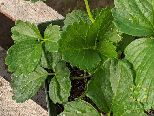 Strawberry Fragaria 'Galore' -NO SHIP-