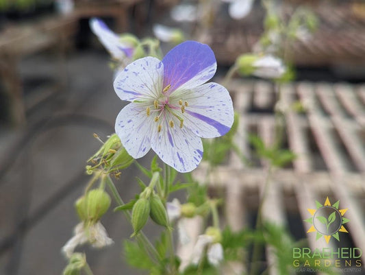 Geranium Cranesbill 'Delft Blue' -NO SHIP-