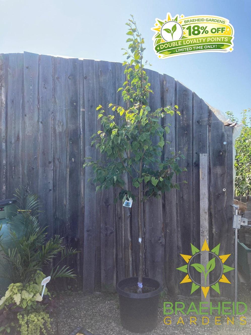 Greenspire® Linden- Tree for sale, Grown in Grande Prairie -Braeheid Gardens Ltd. on Emerson Trail