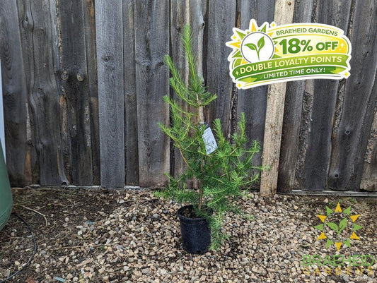 Siberian Larch- Tree for sale, Grown in Grande Prairie -Braeheid Gardens Ltd. on Emerson Trail