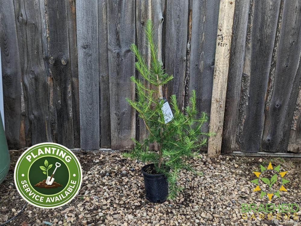 Siberian Larch- Tree for sale, Grown in Grande Prairie -Braeheid Gardens Ltd. on Emerson Trail