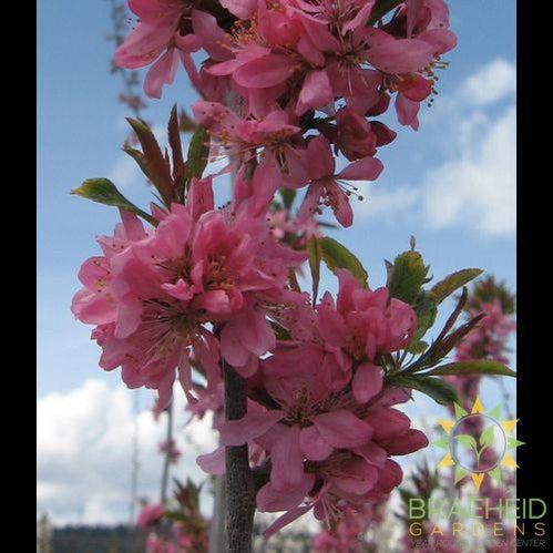 Muckle Plum- Tree for sale, Grown in Grande Prairie -Braeheid Gardens Ltd. on Emerson Trail