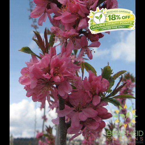 Muckle Plum- Tree for sale, Grown in Grande Prairie -Braeheid Gardens Ltd. on Emerson Trail