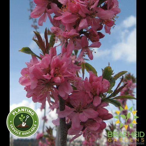 Muckle Plum- Tree for sale, Grown in Grande Prairie -Braeheid Gardens Ltd. on Emerson Trail