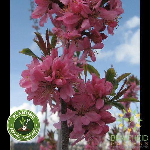 Muckle Plum- Tree for sale, Grown in Grande Prairie -Braeheid Gardens Ltd. on Emerson Trail