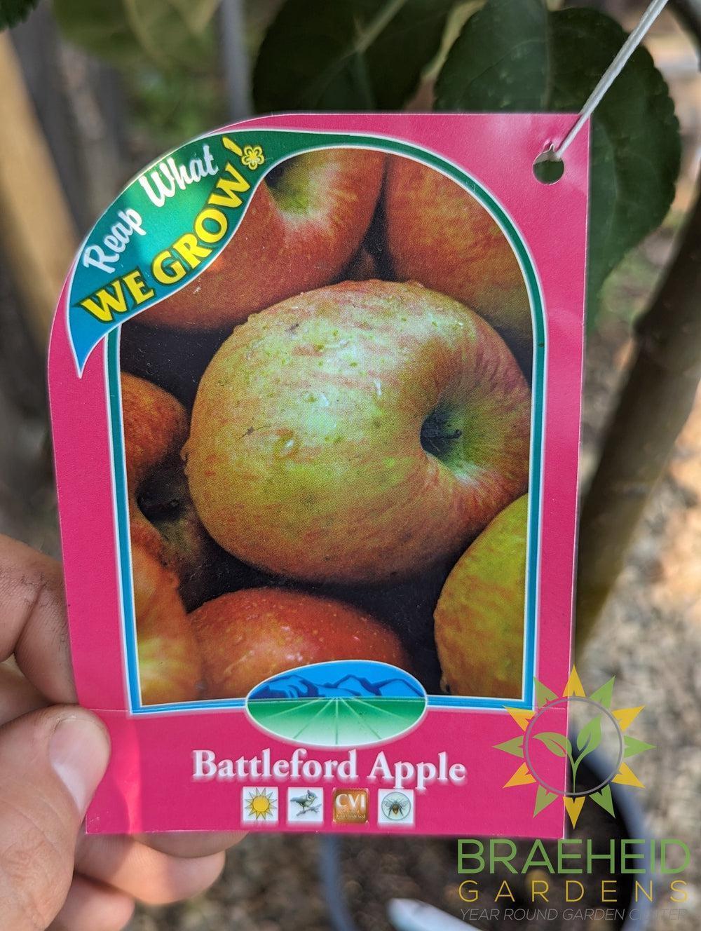 Battleford Apple- Tree for sale, Grown in Grande Prairie -Braeheid Gardens Ltd. on Emerson Trail