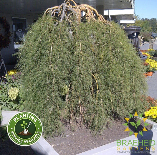 Walker Caragana