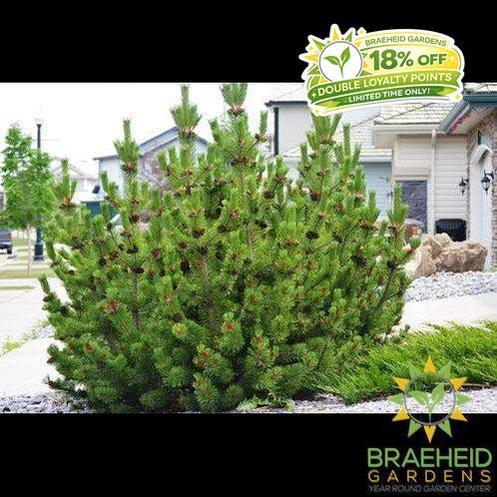 Mugo Pine