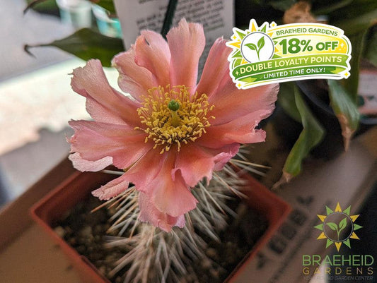 Peach Mesa Prickly Pear- NO SHIP