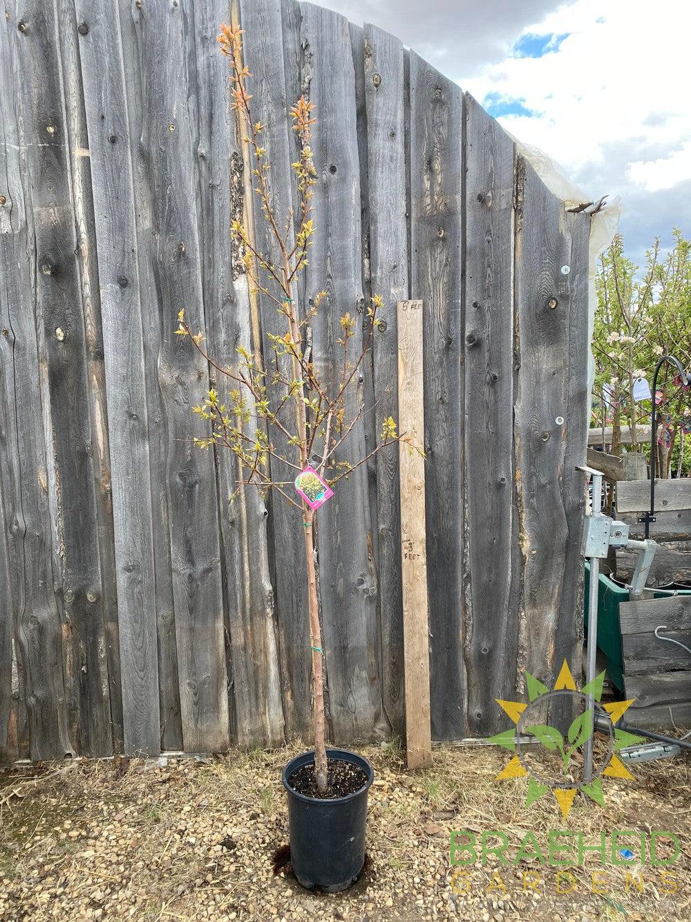 Casino™ Apricot- Tree for sale, Grown in Grande Prairie -Braeheid Gardens Ltd. on Emerson Trail