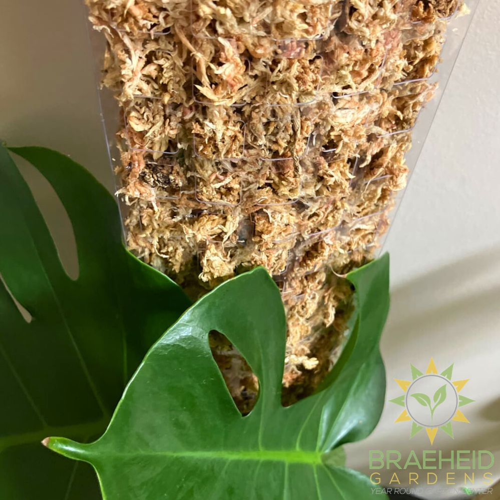 Premium Sphagnum Moss