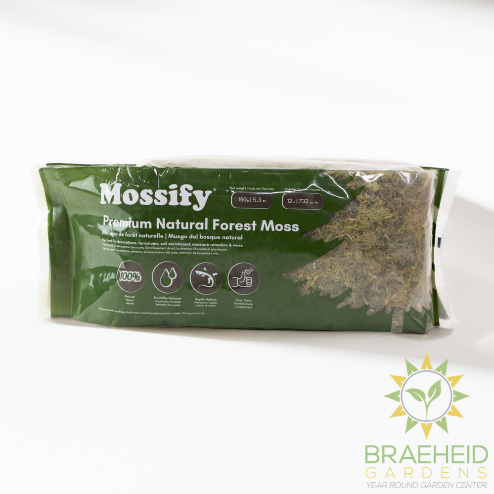 Premium Natural Forest Moss