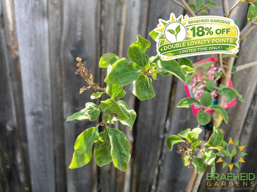 Tinkerbelle® Lilac Tree- Tree for sale, Grown in Grande Prairie -Braeheid Gardens Ltd. on Emerson Trail