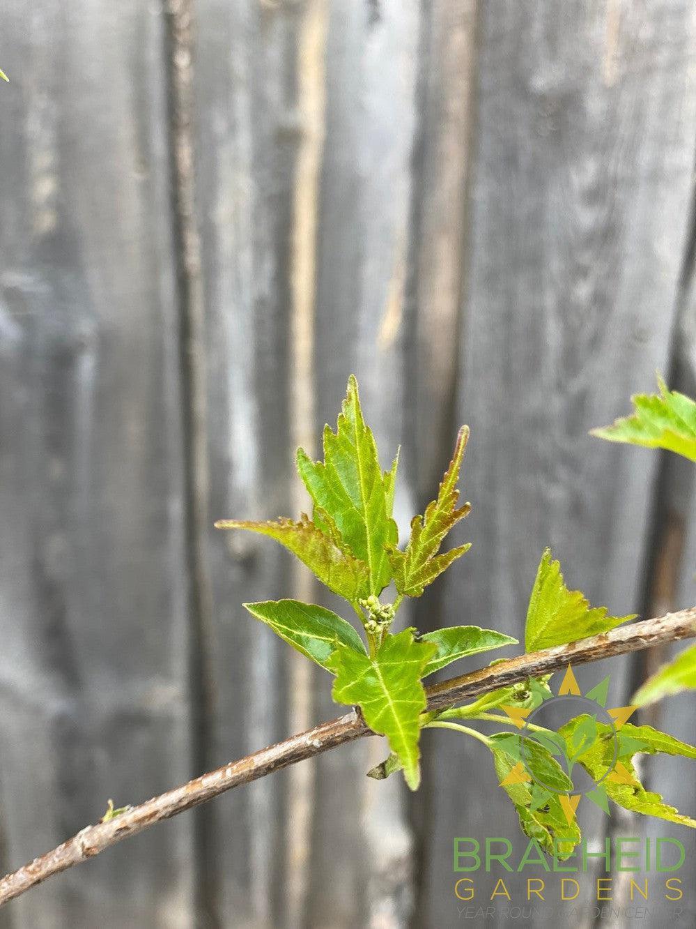 Amur Maple Tree- Tree for sale, Grown in Grande Prairie -Braeheid Gardens Ltd. on Emerson Trail