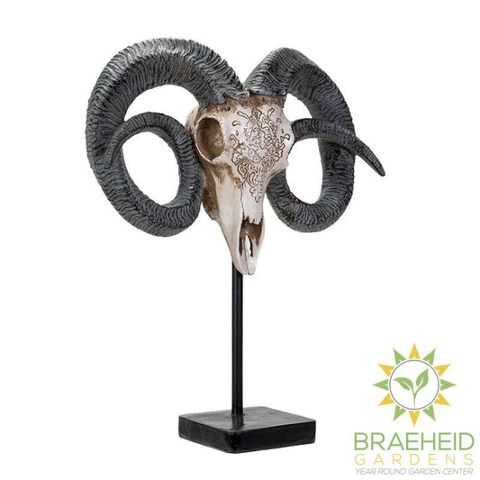 Carved Ram Decorative Skull