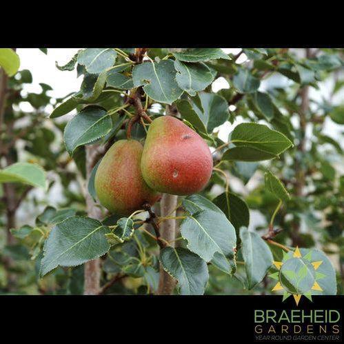 Golden Spice Pear- Tree for sale, Grown in Grande Prairie -Braeheid Gardens Ltd. on Emerson Trail