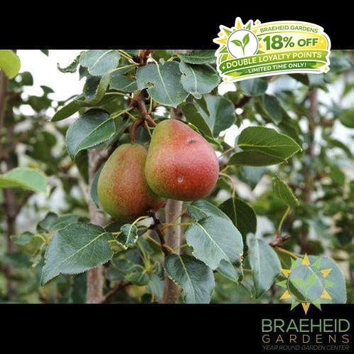Golden Spice Pear- Tree for sale, Grown in Grande Prairie -Braeheid Gardens Ltd. on Emerson Trail