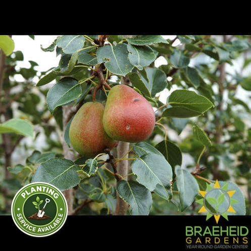 Golden Spice Pear- Tree for sale, Grown in Grande Prairie -Braeheid Gardens Ltd. on Emerson Trail