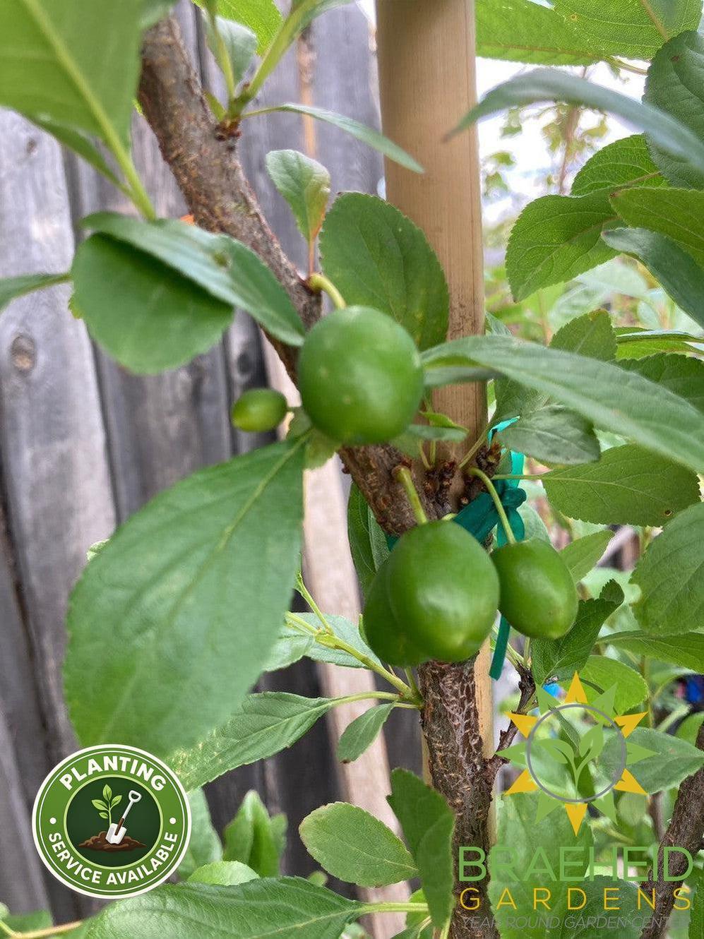 Manor Cherry Plum- Tree for sale, Grown in Grande Prairie -Braeheid Gardens Ltd. on Emerson Trail