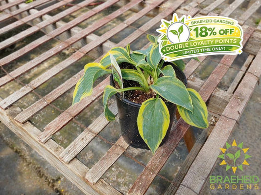 Hosta 'Tootie Mae' - NO SHIP -