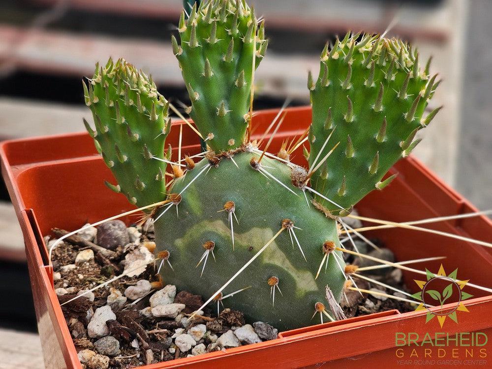 Persimmon Prickly Pear- NO SHIP