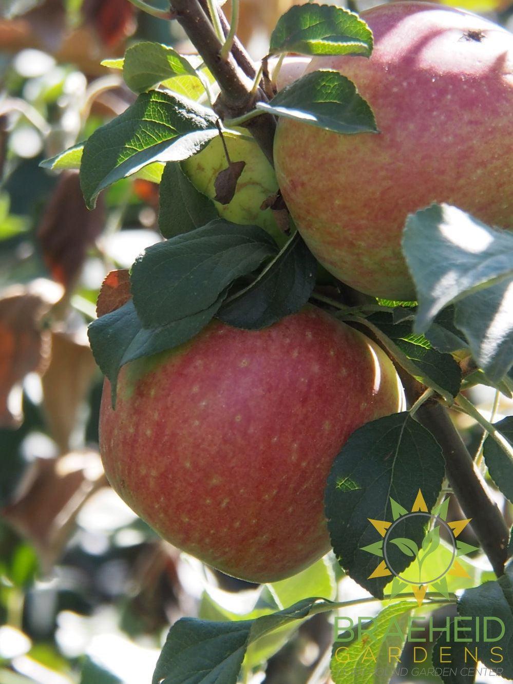 Norkent Apple- Tree for sale, Grown in Grande Prairie -Braeheid Gardens Ltd. on Emerson Trail