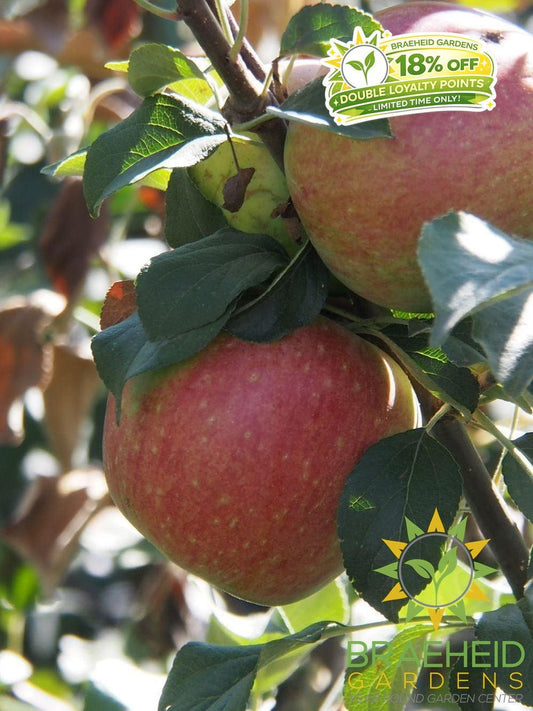 Norkent Apple- Tree for sale, Grown in Grande Prairie -Braeheid Gardens Ltd. on Emerson Trail