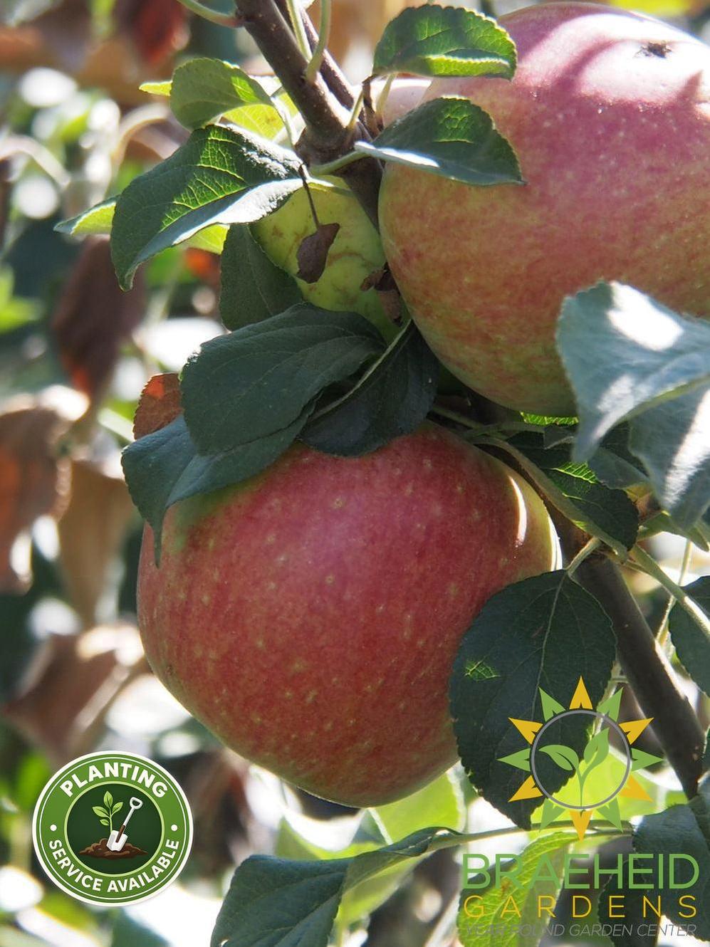 Norkent Apple- Tree for sale, Grown in Grande Prairie -Braeheid Gardens Ltd. on Emerson Trail