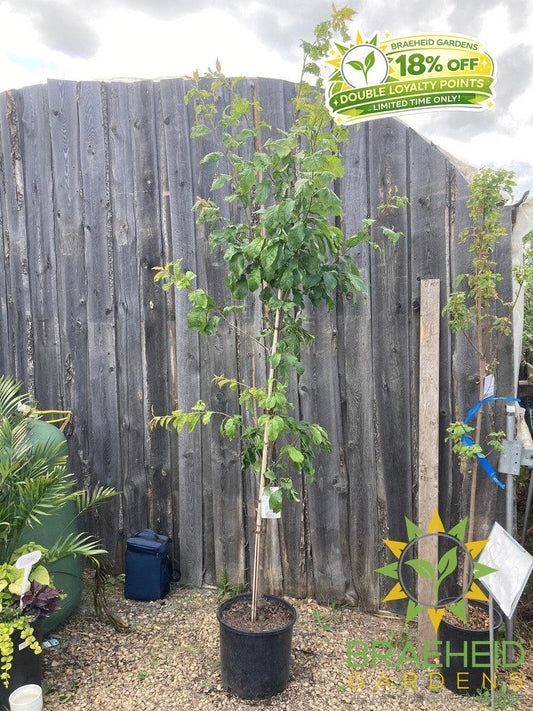 Opata Cherry Plum- Tree for sale, Grown in Grande Prairie -Braeheid Gardens Ltd. on Emerson Trail