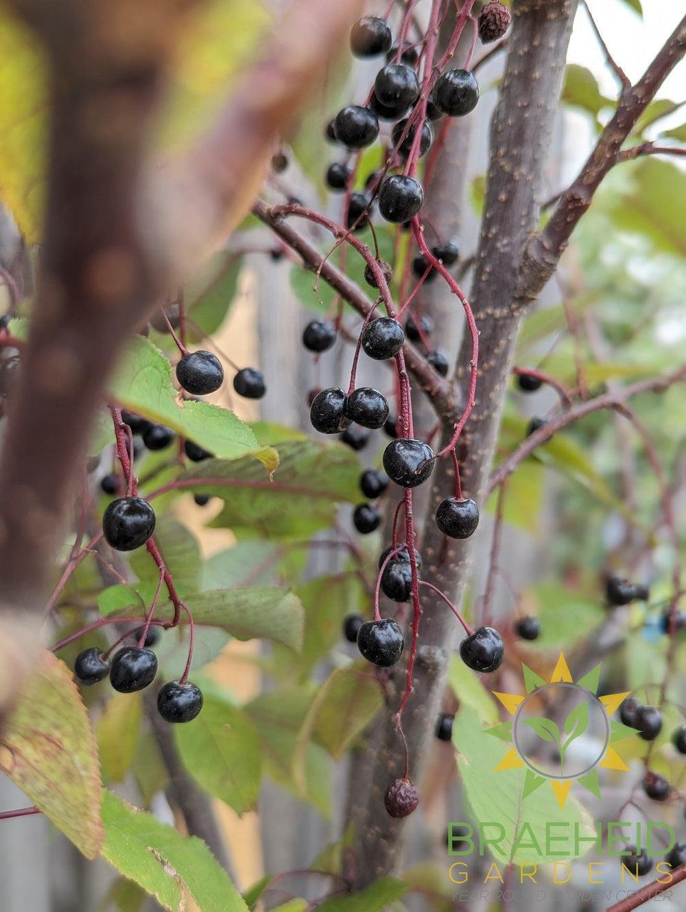 Sweetheart Mayday- Tree for sale, Grown in Grande Prairie -Braeheid Gardens Ltd. on Emerson Trail