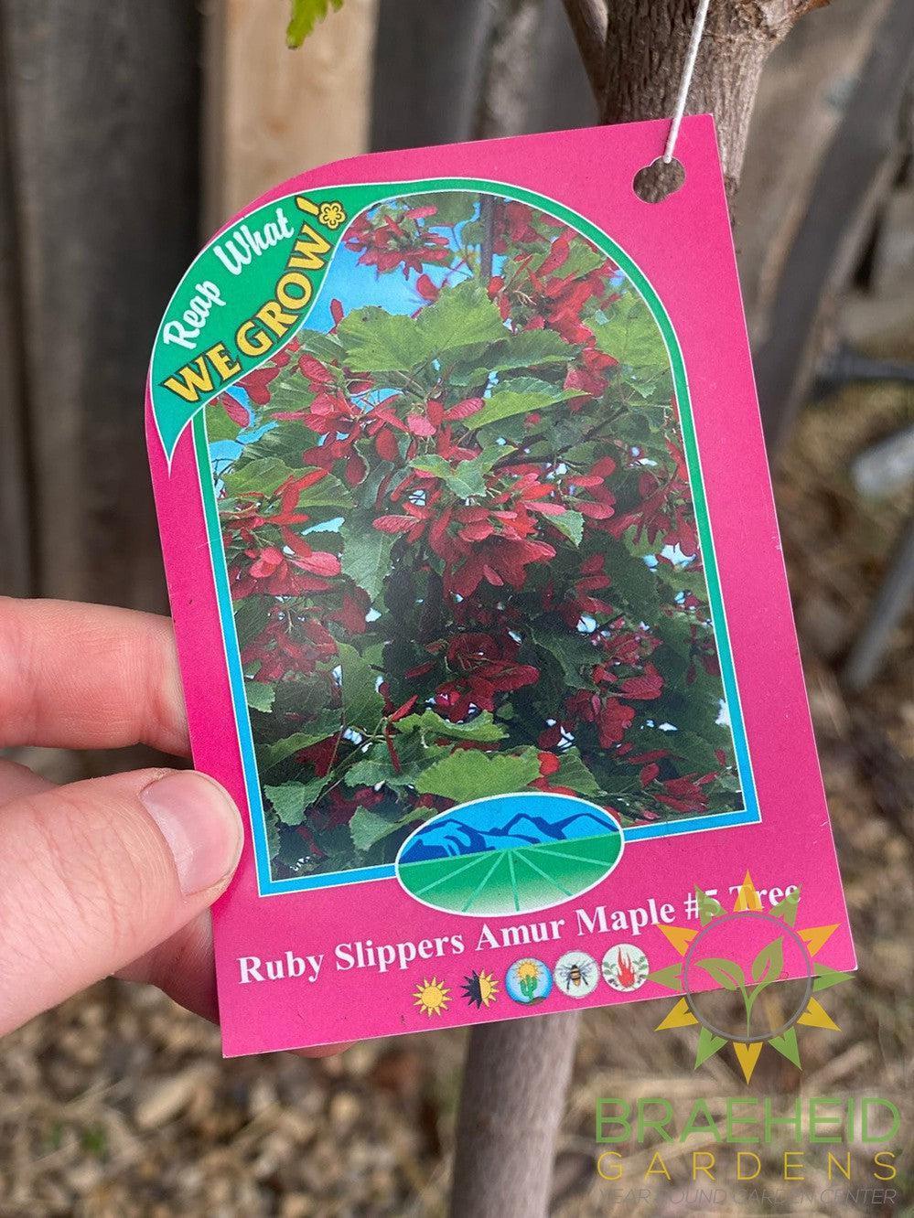 Ruby Slippers Amur Maple- Tree for sale, Grown in Grande Prairie -Braeheid Gardens Ltd. on Emerson Trail