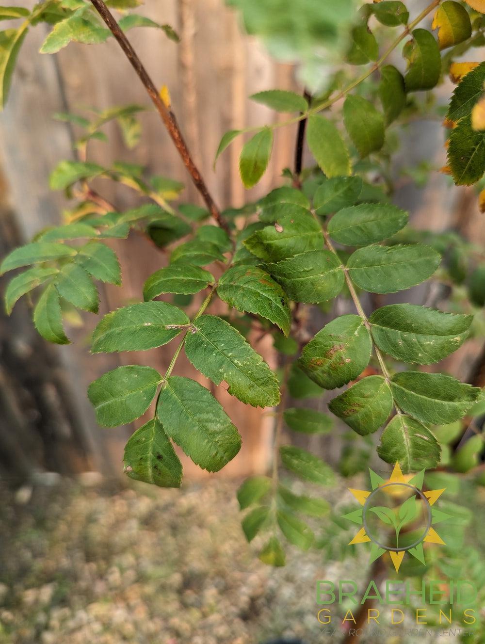 Black Hawk Mountain Ash- Tree for sale, Grown in Grande Prairie -Braeheid Gardens Ltd. on Emerson Trail