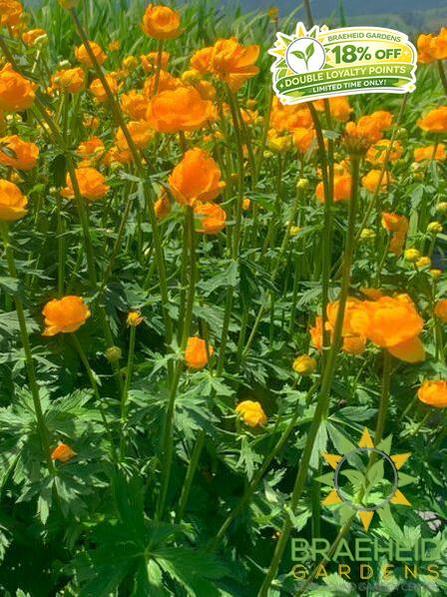 Orange Princess Globeflower