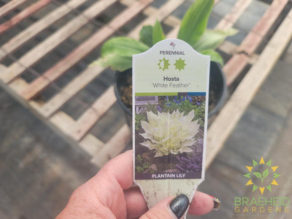 Hosta 'White Feather' - NO SHIP -