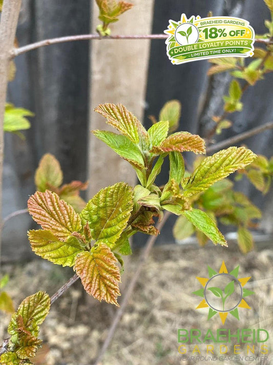 Hot Wings® Tatarian Maple- Tree for sale, Grown in Grande Prairie -Braeheid Gardens Ltd. on Emerson Trail