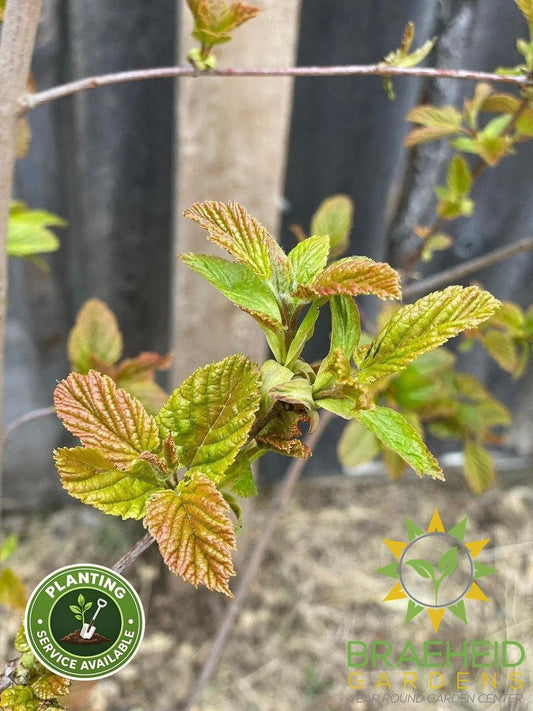 Hot Wings® Tatarian Maple- Tree for sale, Grown in Grande Prairie -Braeheid Gardens Ltd. on Emerson Trail