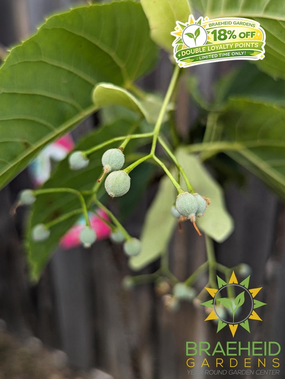 Redmond Linden- Tree for sale, Grown in Grande Prairie -Braeheid Gardens Ltd. on Emerson Trail
