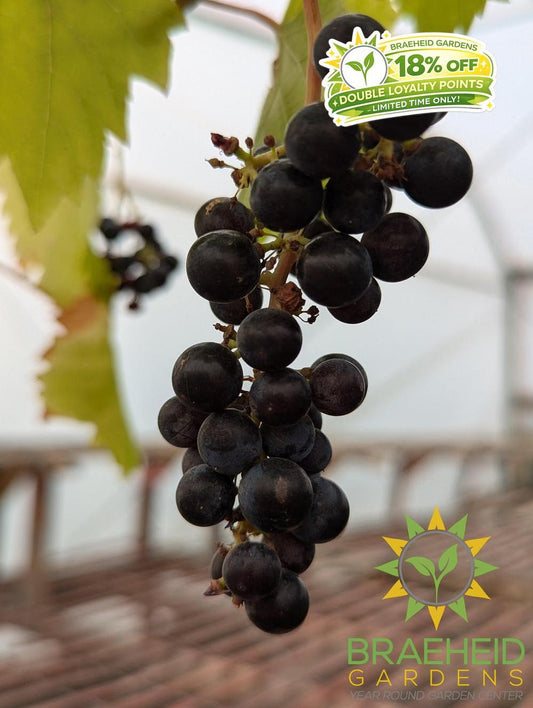 Buy Marquette Grape Ivy an Vine in Grande Prairie Alberta - Braeheid Gardens Ltd.