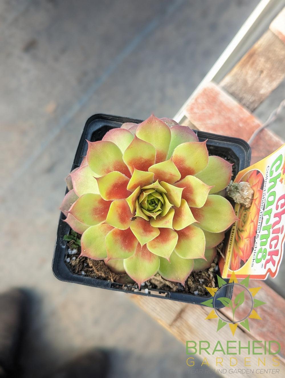 Sempervivum Chick Charms (open for more)