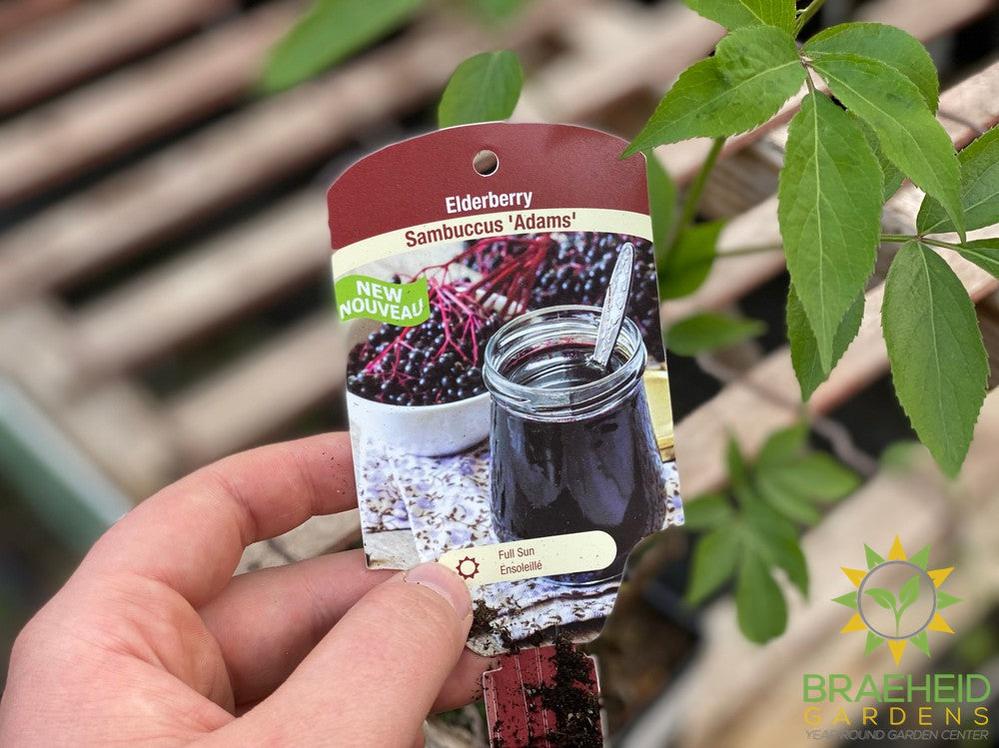 🍇 Auction #4 – Your Cold-Hardy Berry & Grape Collection (Zone 2–3)