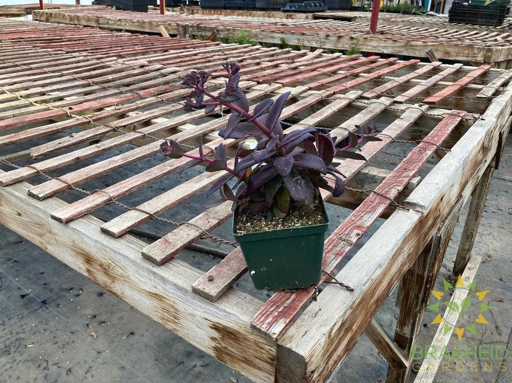 Sedum MJ Diamonds - NO SHIP -