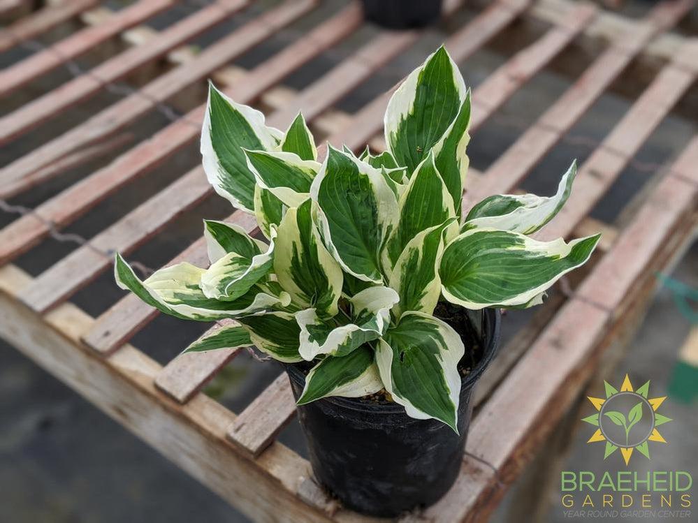 Patriot Hosta - NO SHIP