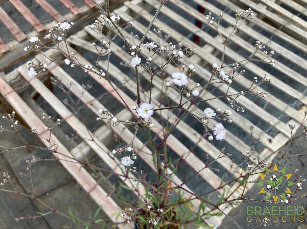 Gypsophila paniculata 'Festival White' - NO SHIP -