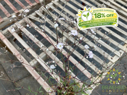 Gypsophila paniculata 'Festival White' - NO SHIP -
