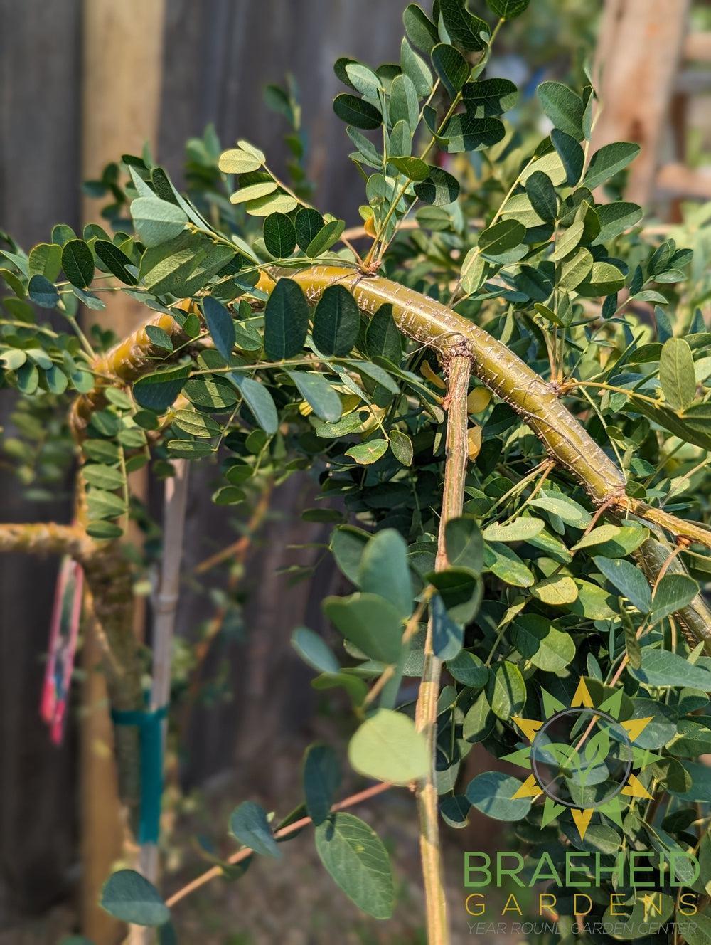 Weeping Caragana- Tree for sale, Grown in Grande Prairie -Braeheid Gardens Ltd. on Emerson Trail