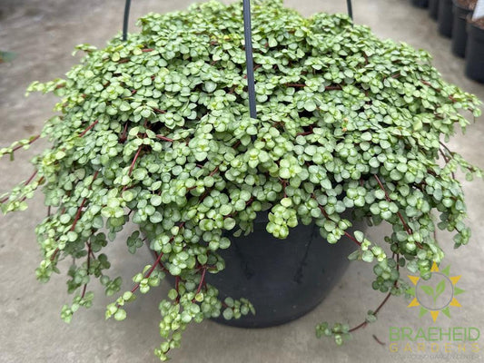 Pilea Glauca Hanging Basket